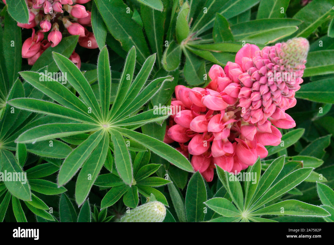 Inflorescence and foliage of horticultural Marsh lupine (Lupinus polyphyllus), Rospez, Brittany, France Stock Photo