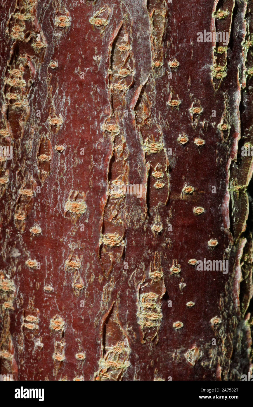 Tapioca (Manihot esculenta) bark , botanical garden of Tours, Center-Val de Loire, France Stock Photo