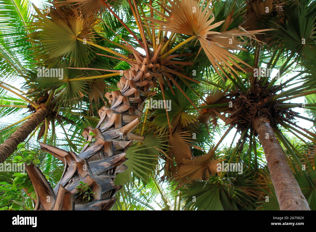 Palm trees in a private garden, Cambodia. Stock Photo
