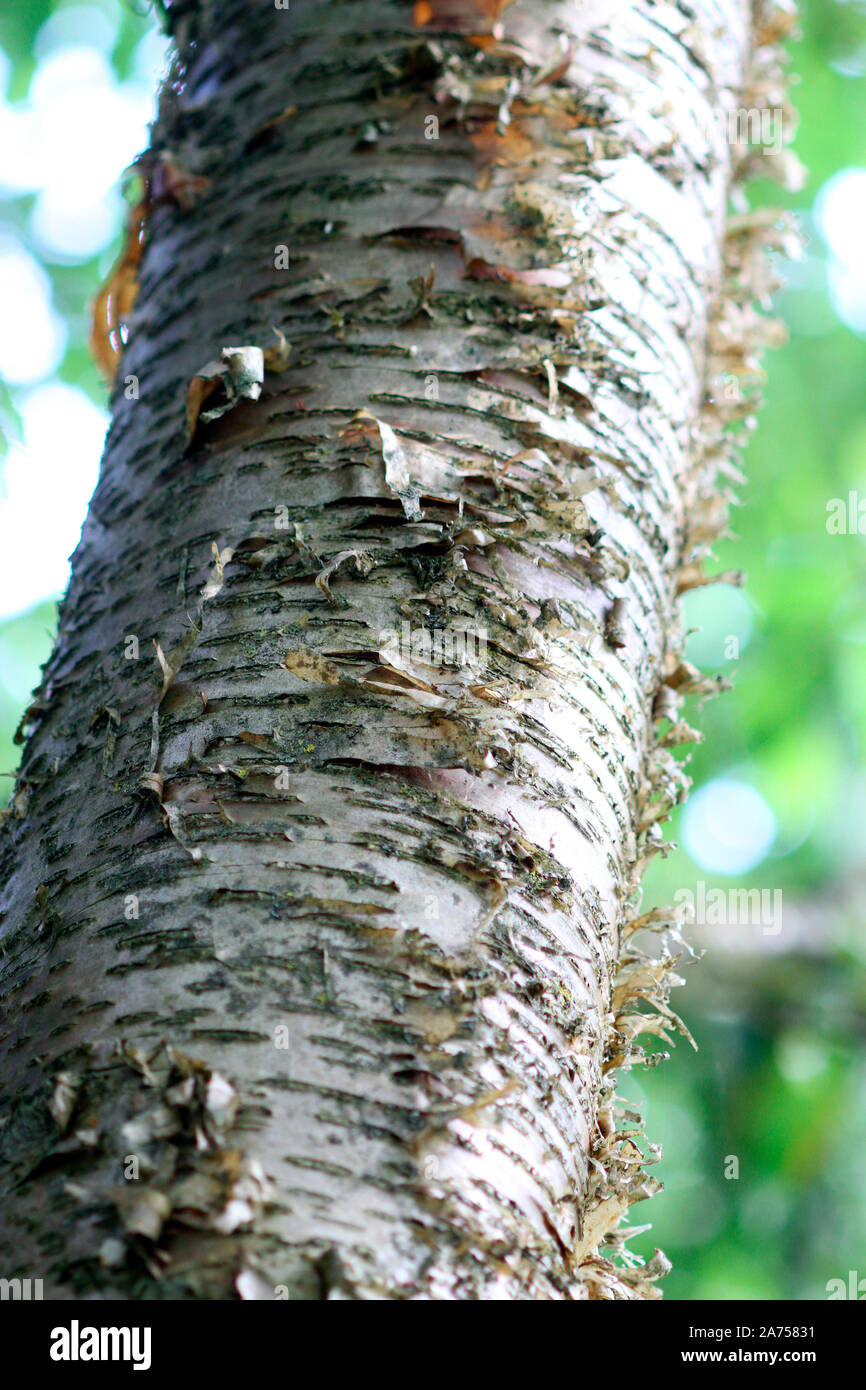 Sweet birch (Betula lenta) bark , botanical garden of Tours, CenterVal
