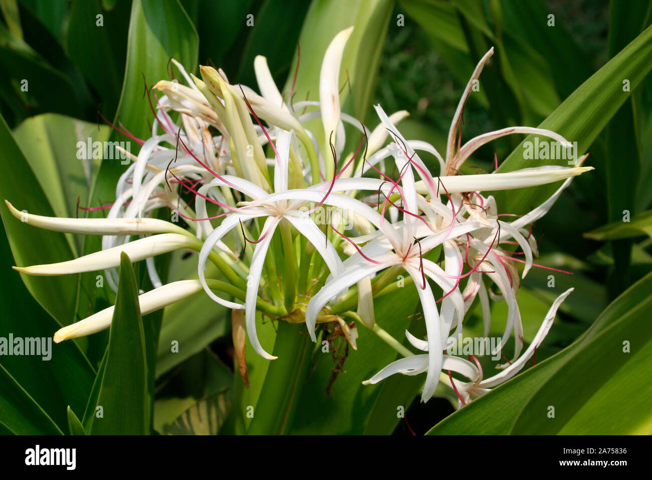 Crinum (Crinum erubescens) in bloom in a private garden, Cambodia Stock Photo