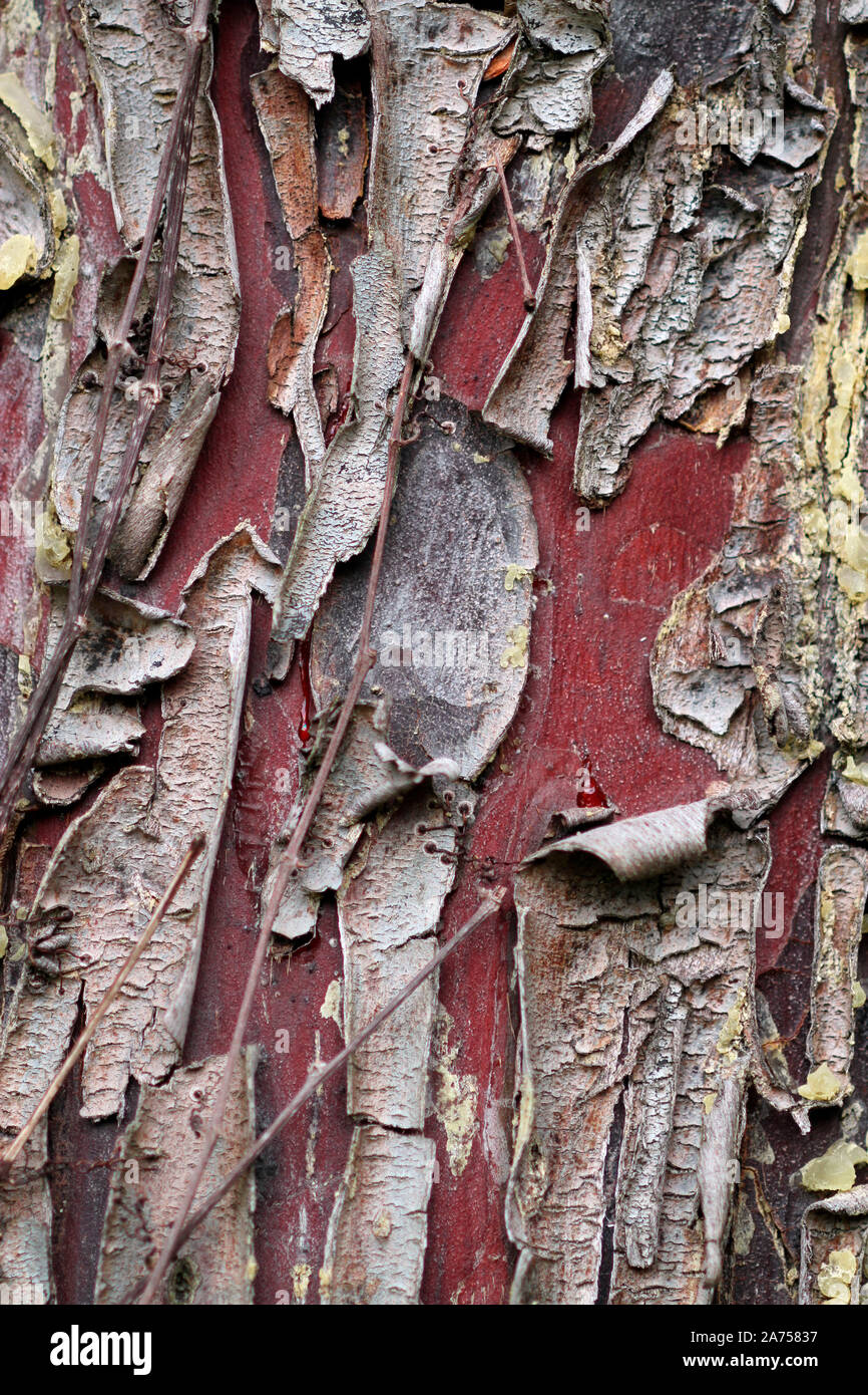 Arizona Cypress (Cupressus arizonica) bark , botanical garden of Tours, Center-Val de Loire, France Stock Photo