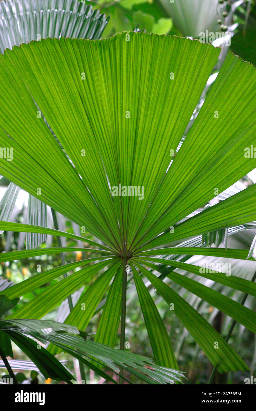 Mangrove fan palm (Licuala spinosa) palm, Saint-Philippe, La Reunion island Stock Photo