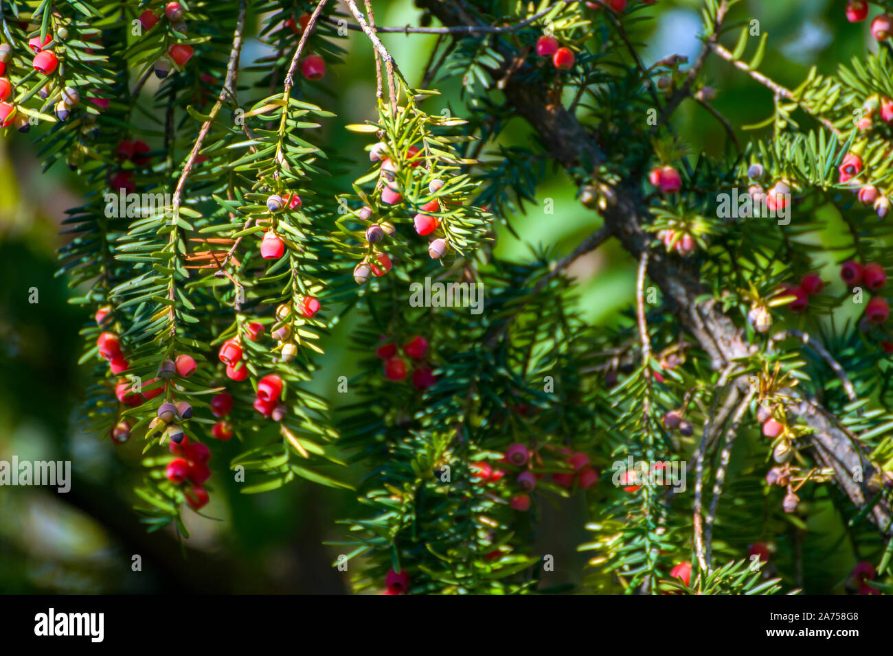 Taxus cuspidata, the Japanese yew or spreading yew, a coniferous tree. Beautiful red berries in the sun, called  arils- the red fleshy cup. Stock Photo