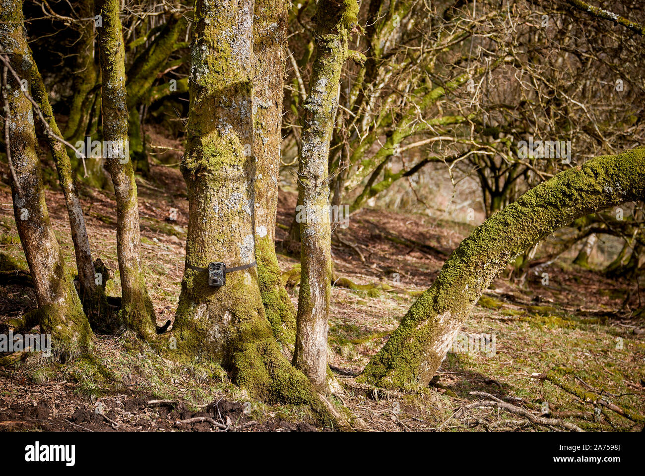 Camouflaged trail camera attached at base of tree in woodland Stock Photo
