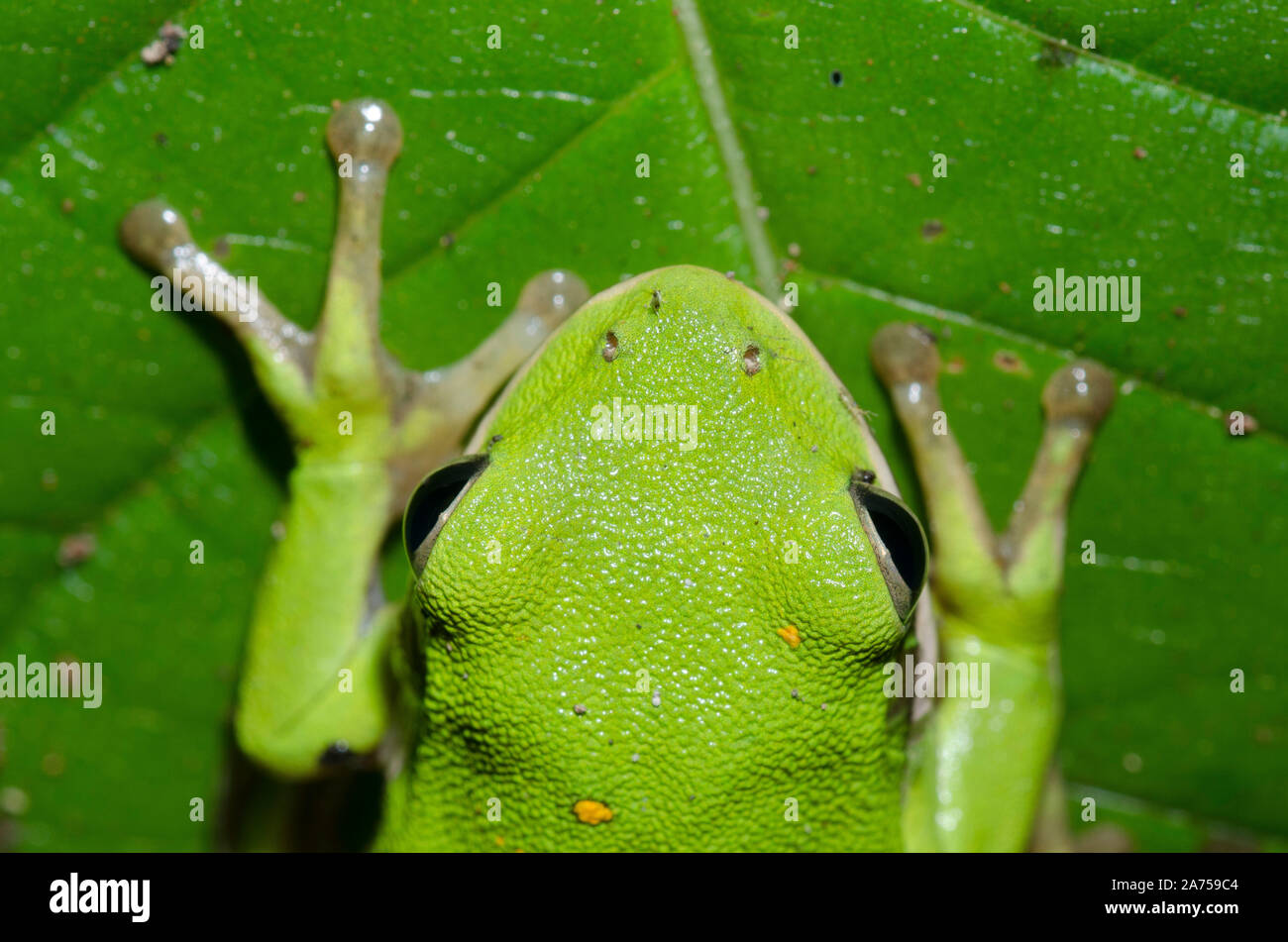 American green tree frog hires stock photography and images Alamy
