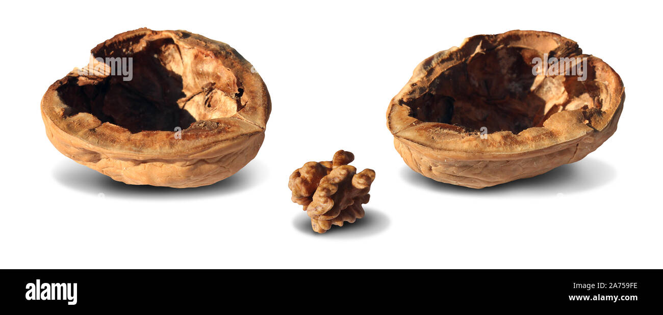 Atrophy concept as a small nut inside a big walnut shell as a brain shrinkage and dementia medical symbol or metaphor for disappointment. Stock Photo