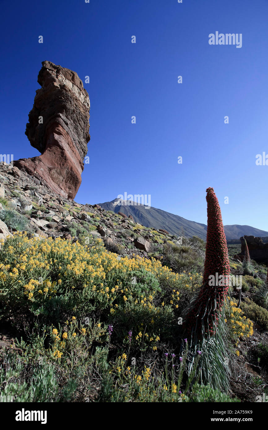 Canary Islands, Tenerife, Parque Nacional del Teide (Teide National Park), UNESCO Site, Mt. Teide, Chinchado Rock and Echium Wildpretii Flower Stock Photo