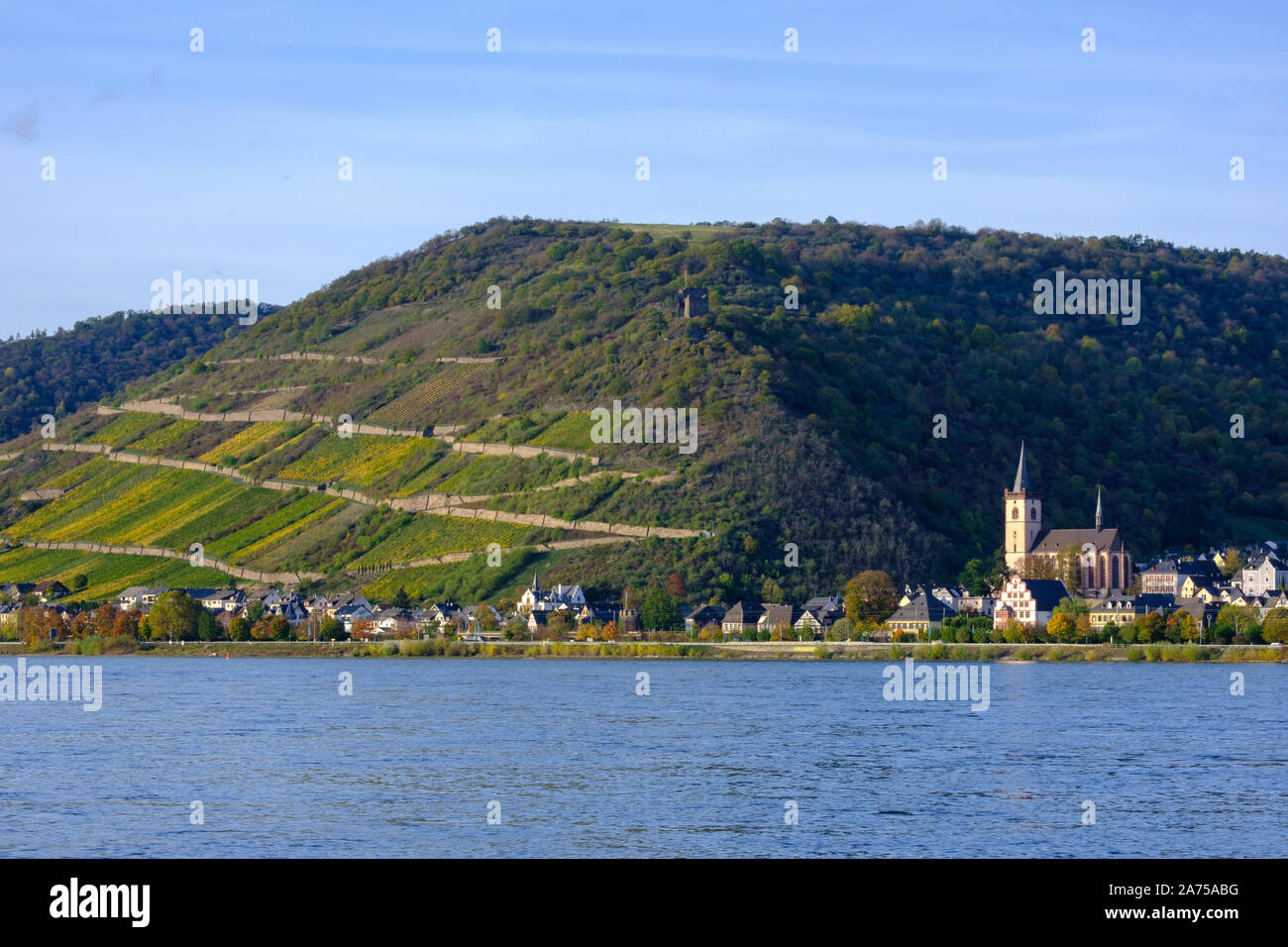 Terraced vineyards along Rhine at Lorch, Germany Stock Photo