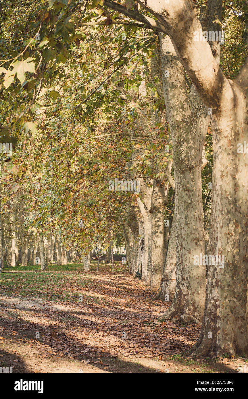 autumnal foliage of platanus hispanica trees Stock Photo