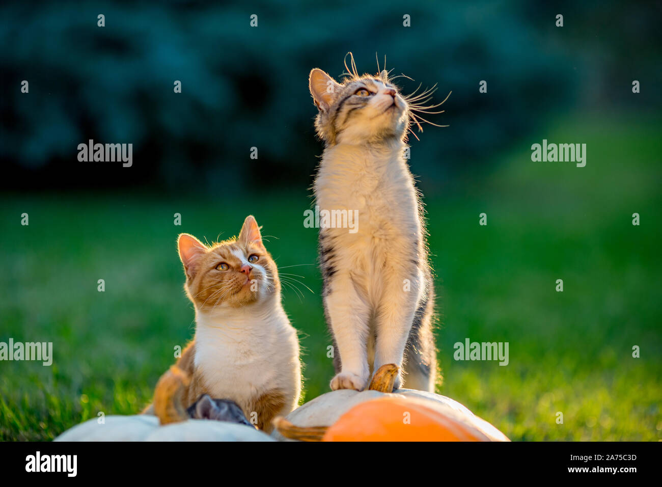 Cute siblings kittens play and sit around pumpkins on green autumn ...