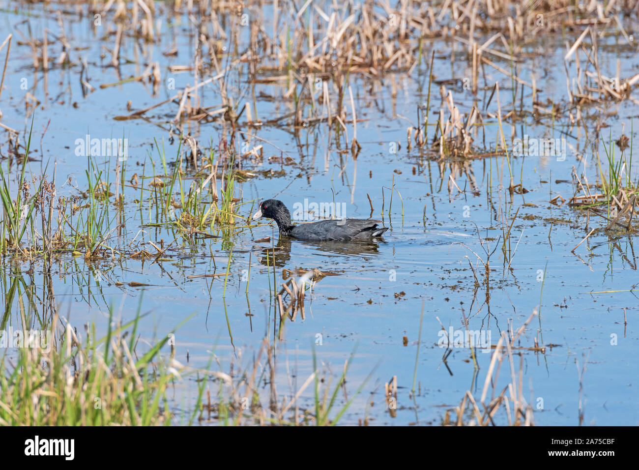 American coot national wildlife hi-res stock photography and images - Alamy