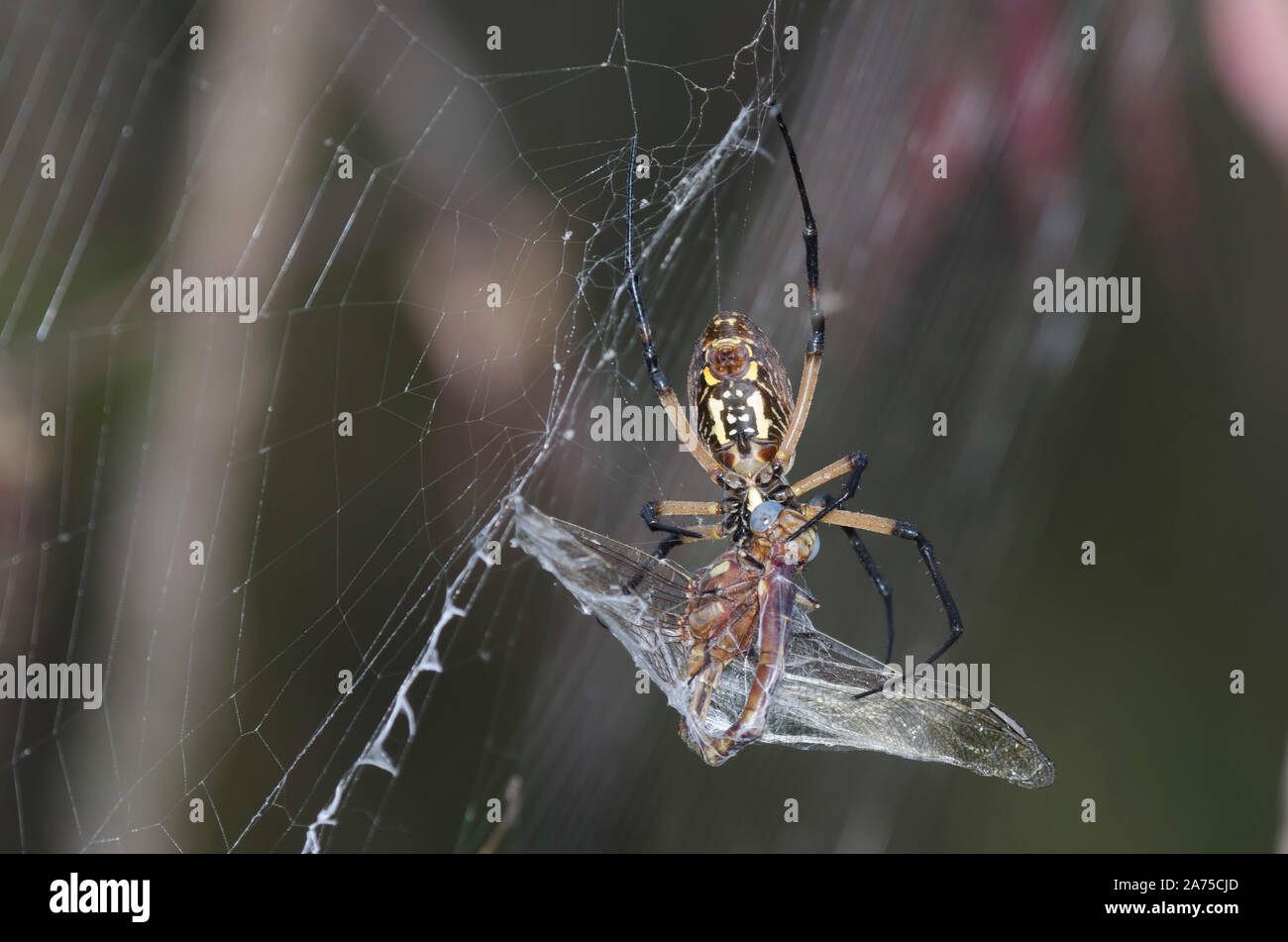 Black and Yellow Argiope, Argiope aurantia, feeding on captured Two-striped Forceptail, Aphylla williamsoni Stock Photo