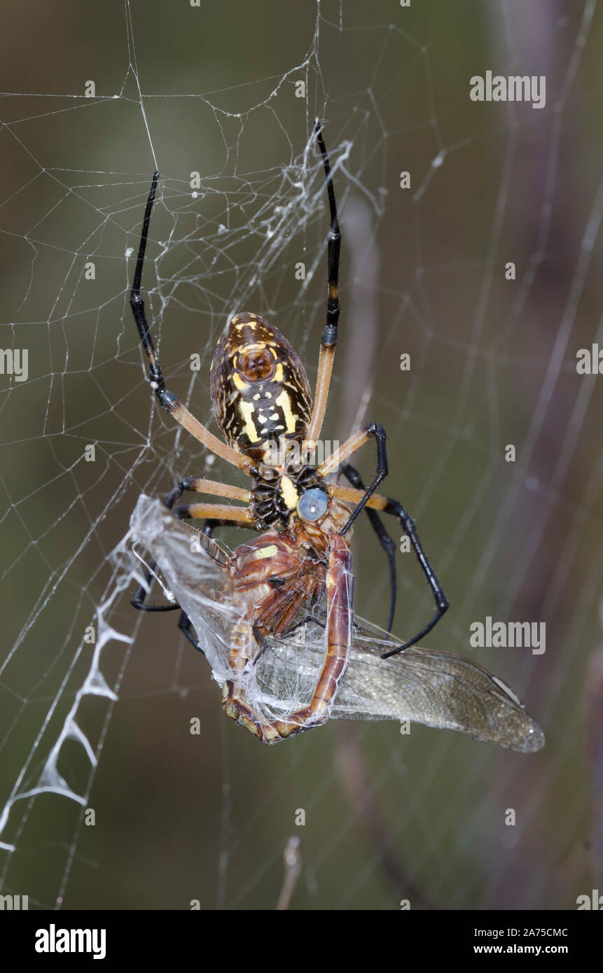 Black and Yellow Argiope, Argiope aurantia, feeding on captured Two-striped Forceptail, Aphylla williamsoni Stock Photo