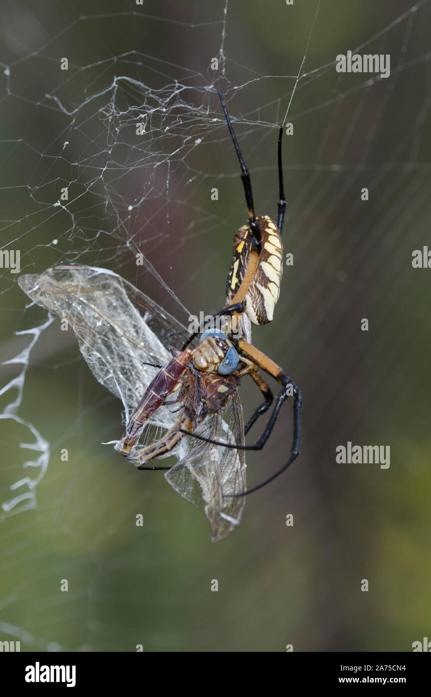 Black and Yellow Argiope, Argiope aurantia, feeding on captured Two-striped Forceptail, Aphylla williamsoni Stock Photo