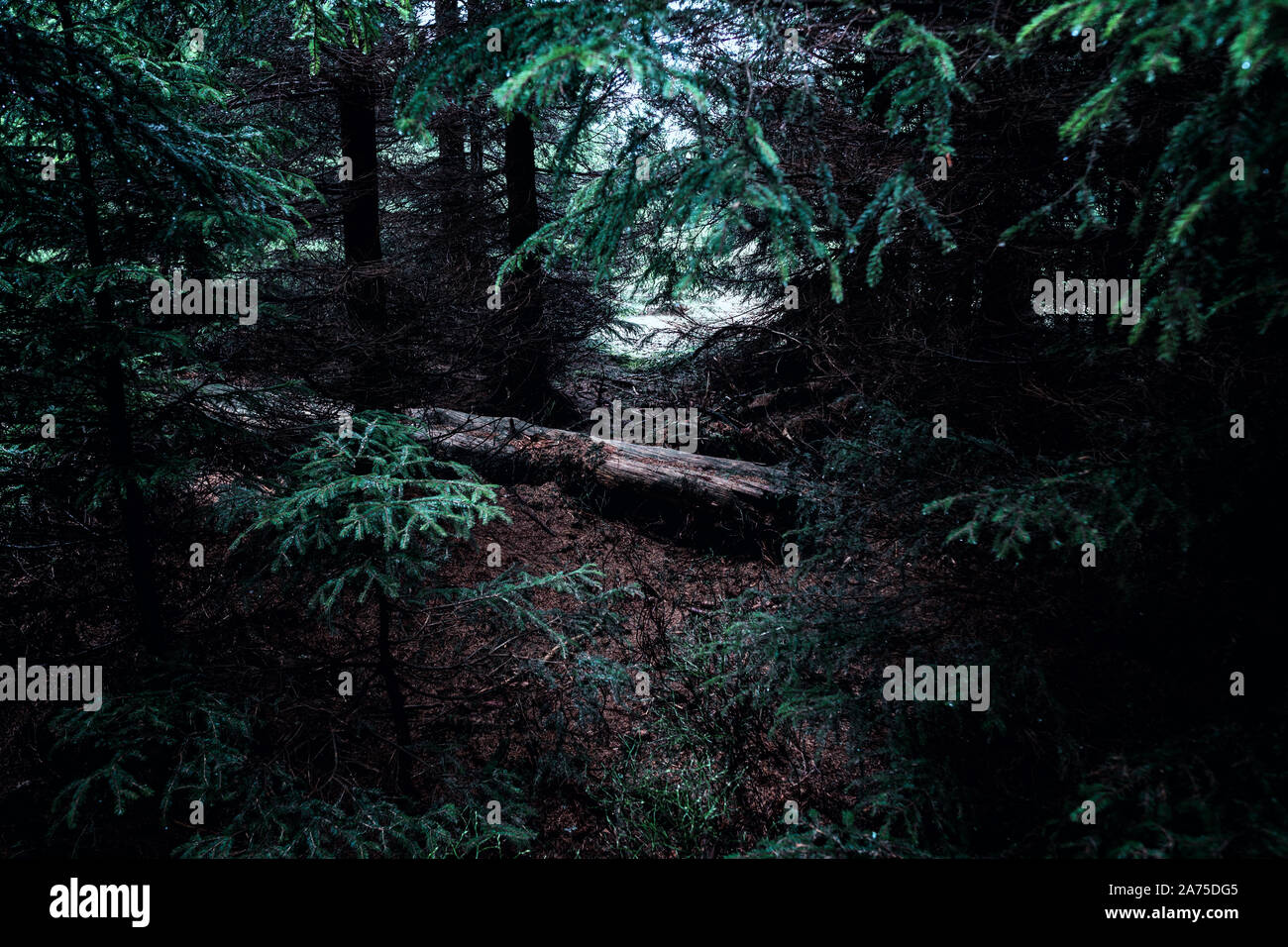 Morning in the dark coniferous forest Stock Photo