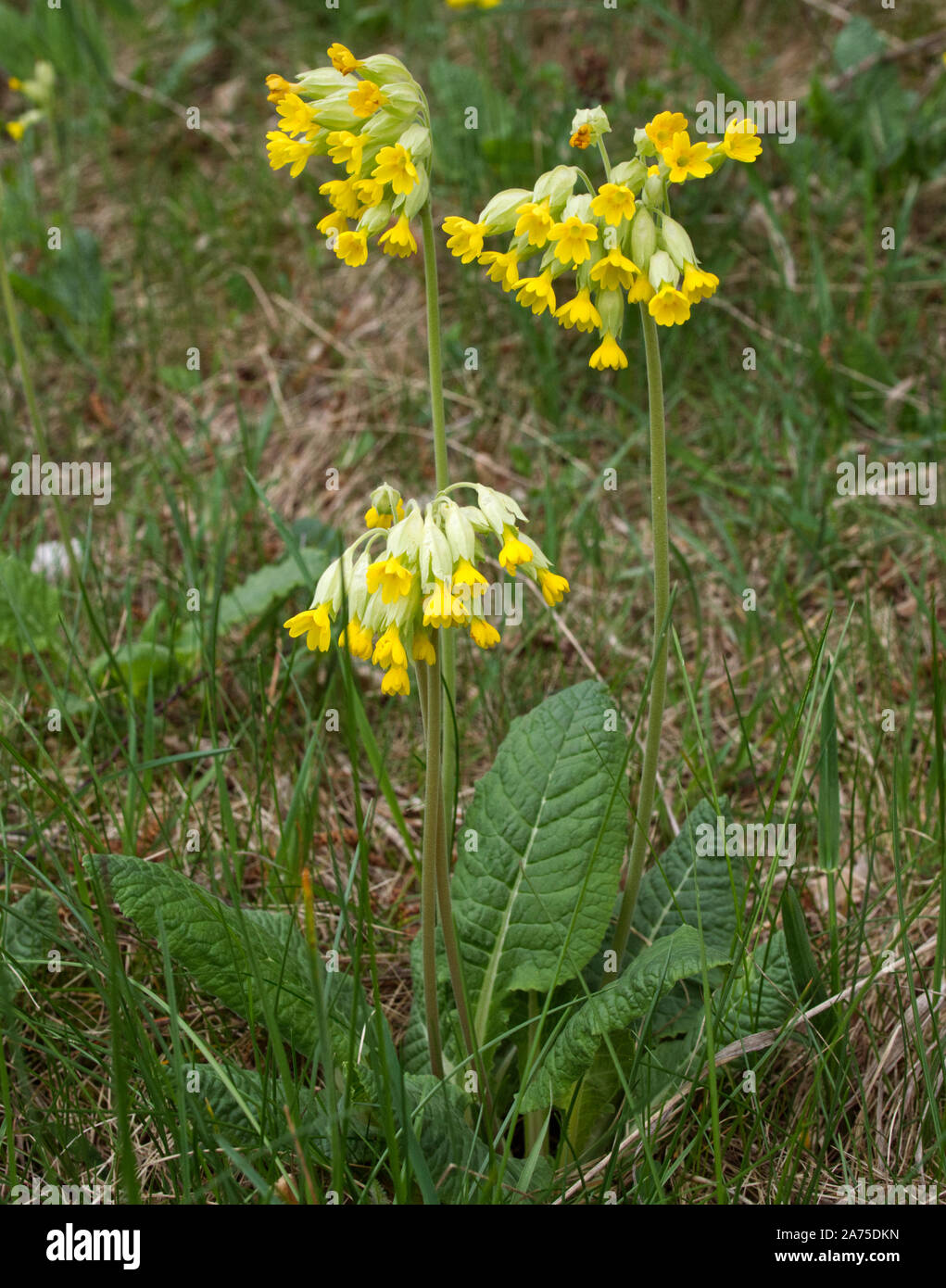 Blooming Primrose (Primula veris L.) on grassland in early spring Stock Photo