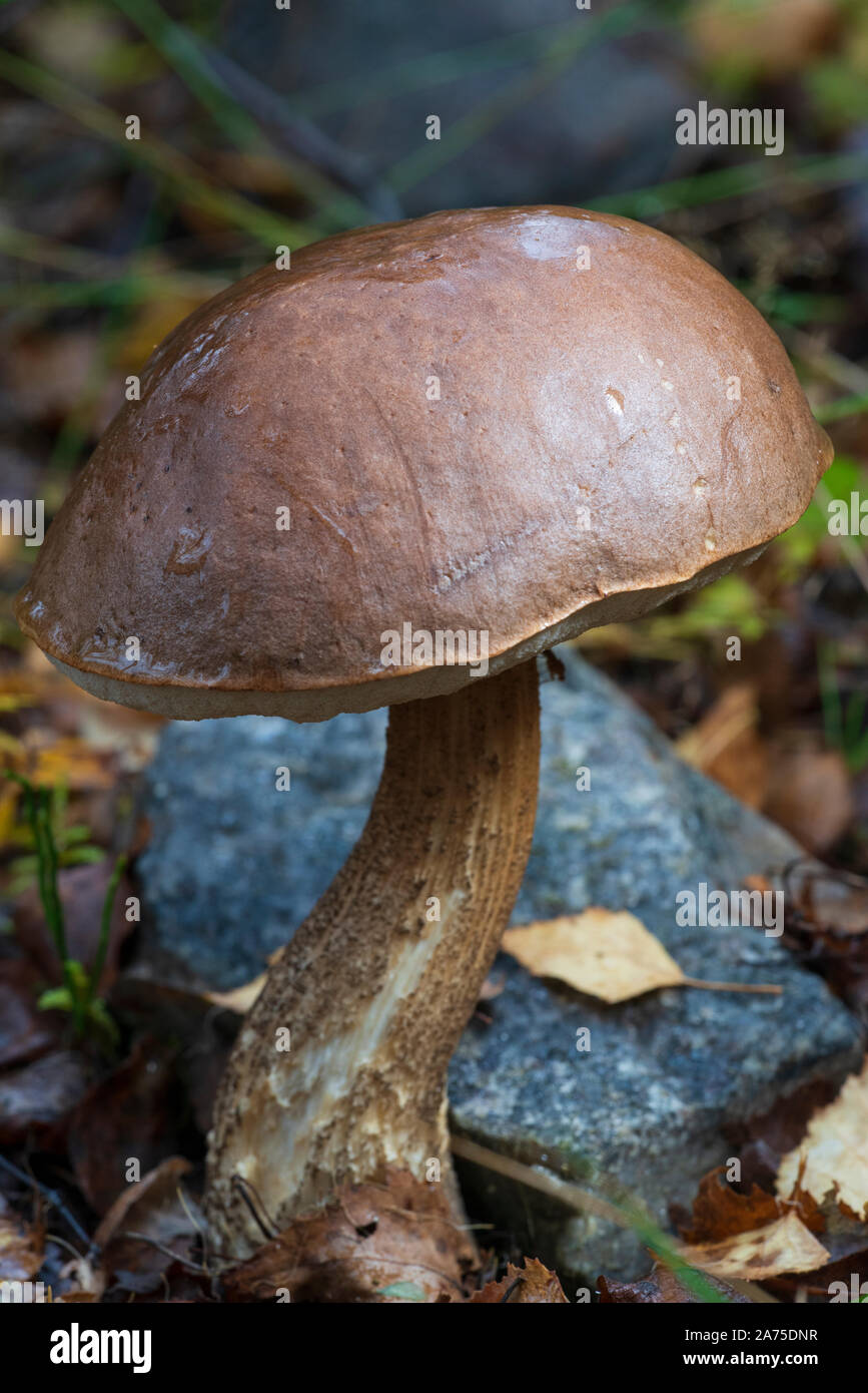 Suede Bolete fungi (Boletus subtomentosus) Stock Photo