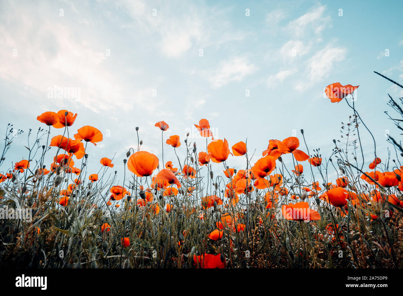 Poppies on summer meadow hi-res stock photography and images - Alamy