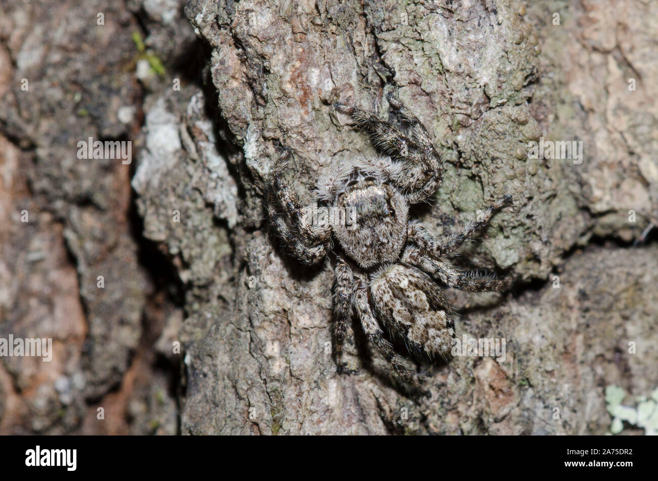 Jumping Spider, Platycryptus undatus, camouflaged on tree bark Stock Photo