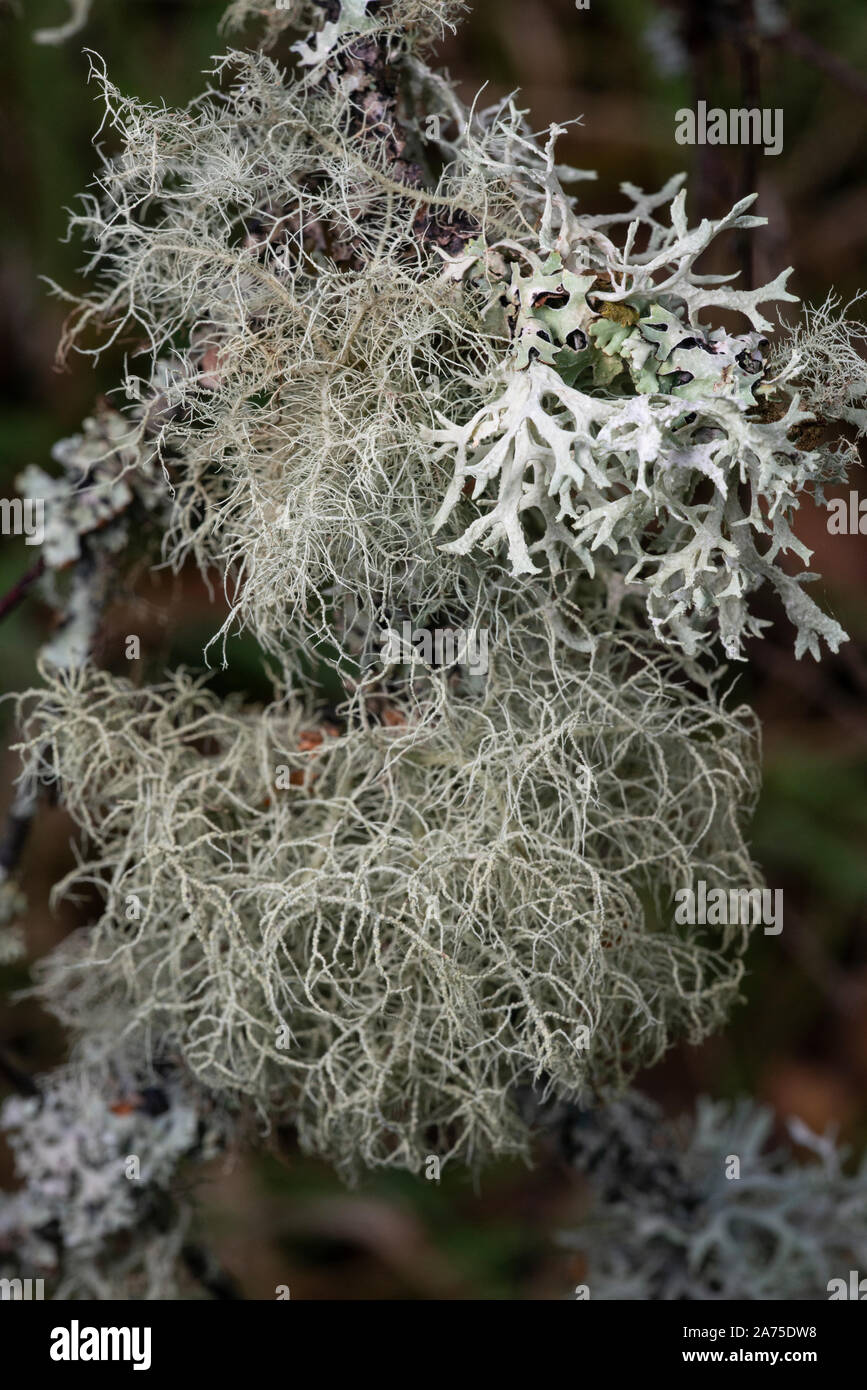 Bearded lichen (Usnea filipendula (Usnea dasopoga)) and Oakmoss  (Evernia prunastri) Stock Photo