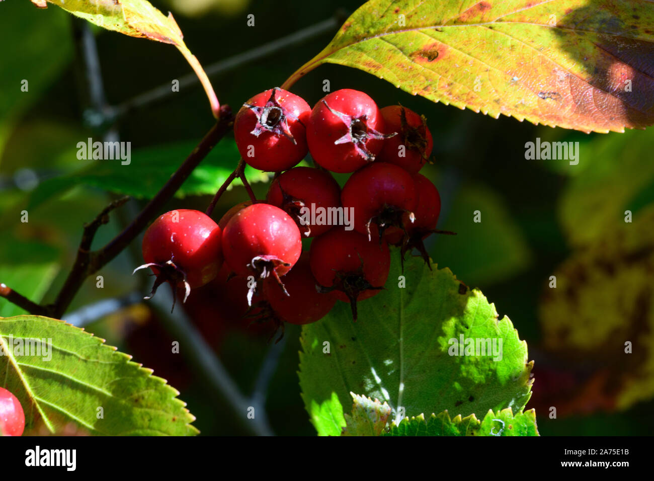 Plumleaf Hawthorn / Broad-leaved Cockspur Thorn (Crataegus persimilis prunifolia), autumn berries Stock Photo