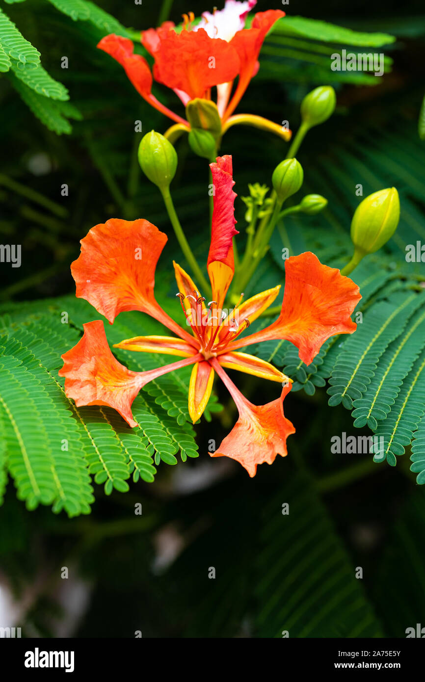 Leaves and flowers of a delonix regia tree, macro view Stock Photo - Alamy