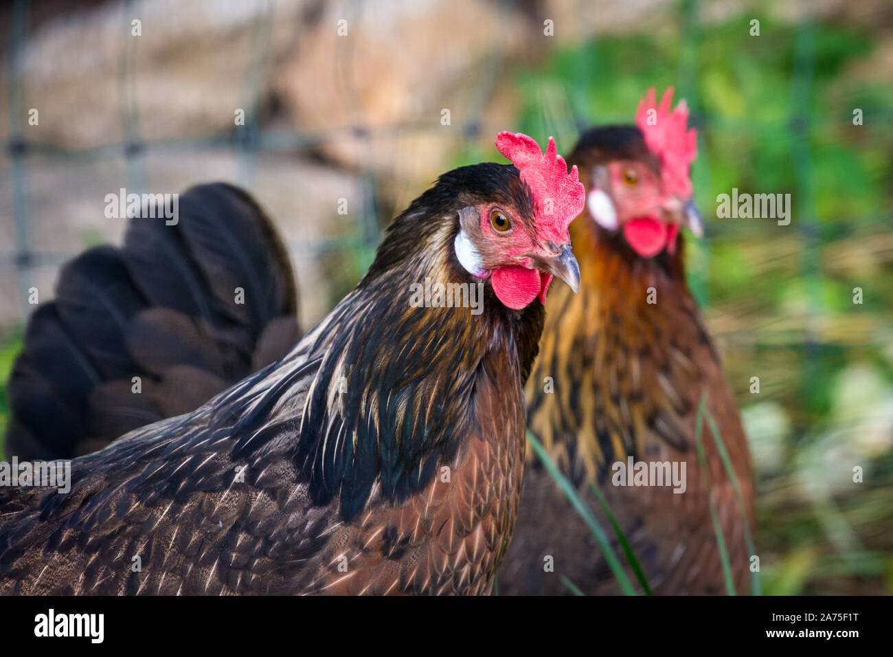Proveis-Ultentaler chicken hens, a critically endangered chicken breed from South Tyrol Stock Photo
