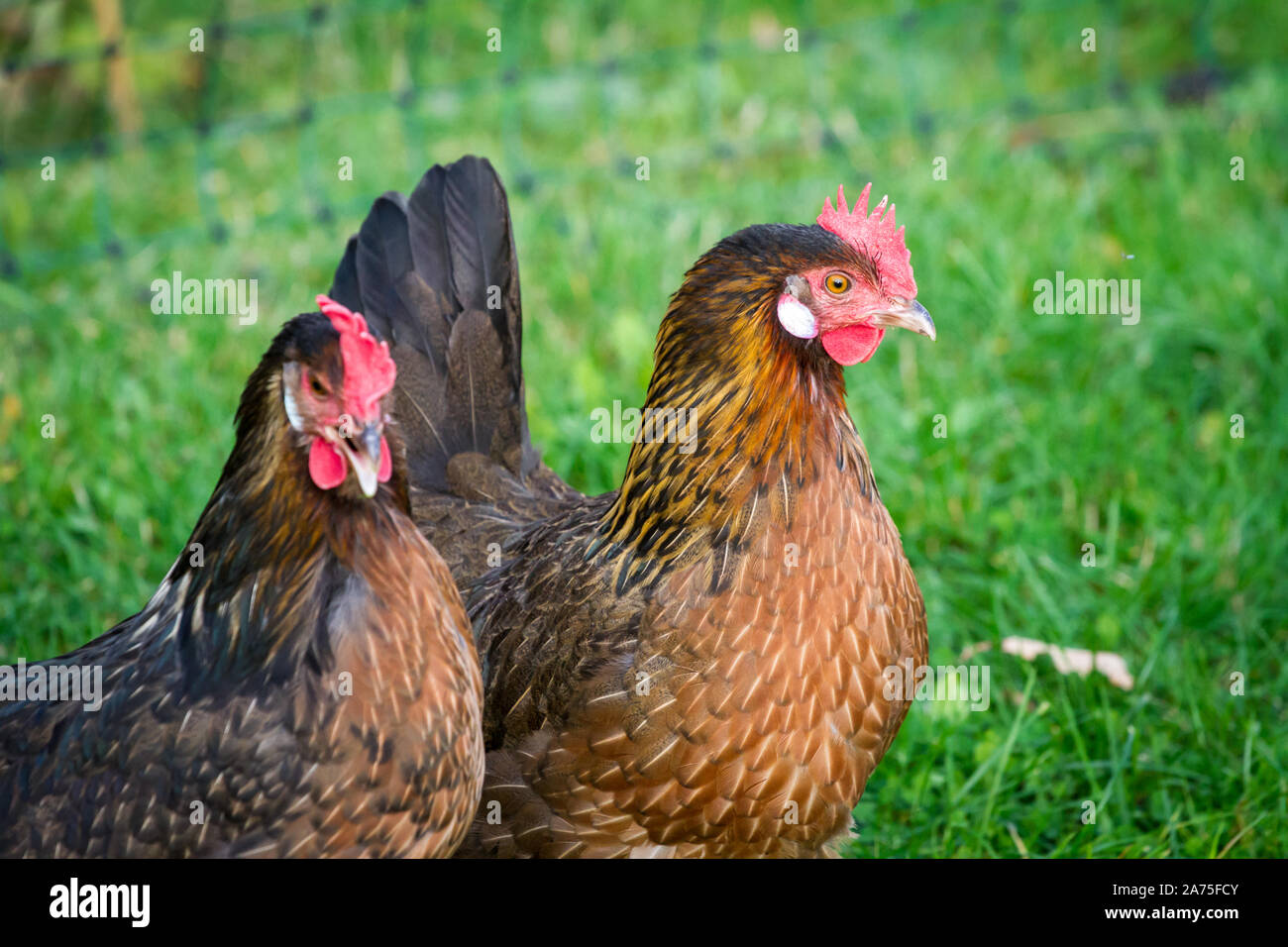 Proveis-Ultentaler chicken hens, a critically endangered chicken breed from South Tyrol Stock Photo