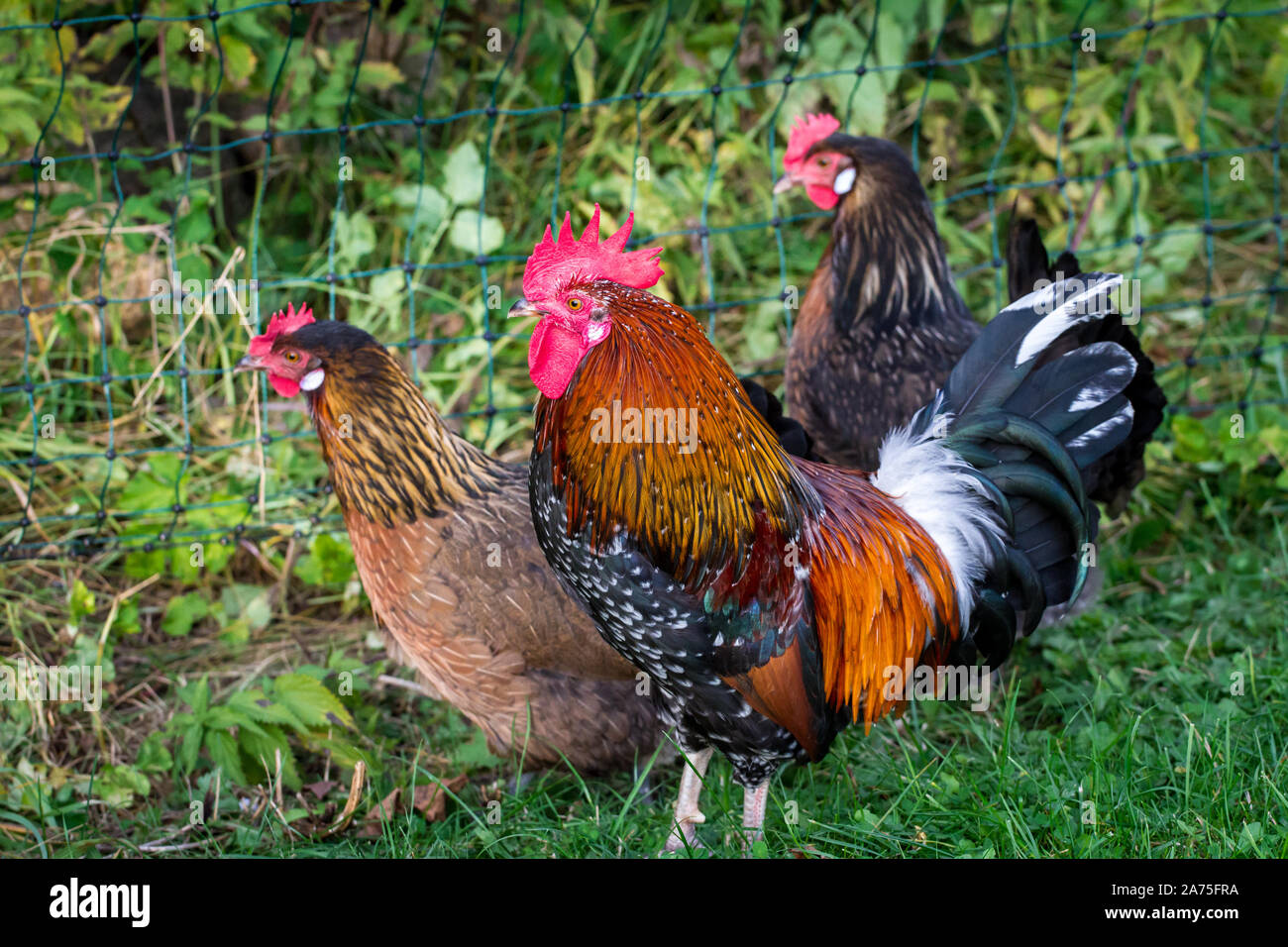 ProveisUltentaler chickens, a critically endangered chicken breed from
