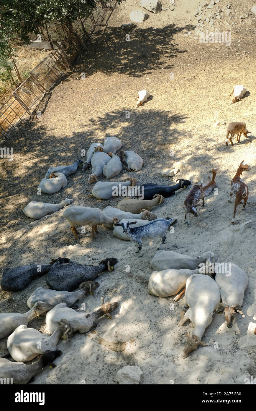 Goats & sheep sleeping in the shade on a hot summer afternoon. Zuheros, Andalucia. Spain Stock Photo