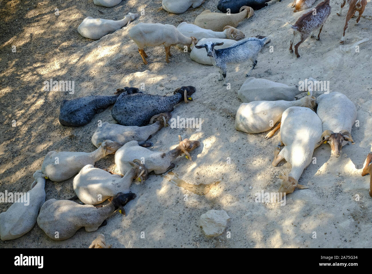 Goats & sheep sleeping in the shade on a hot summer afternoon. Zuheros, Andalucia. Spain Stock Photo