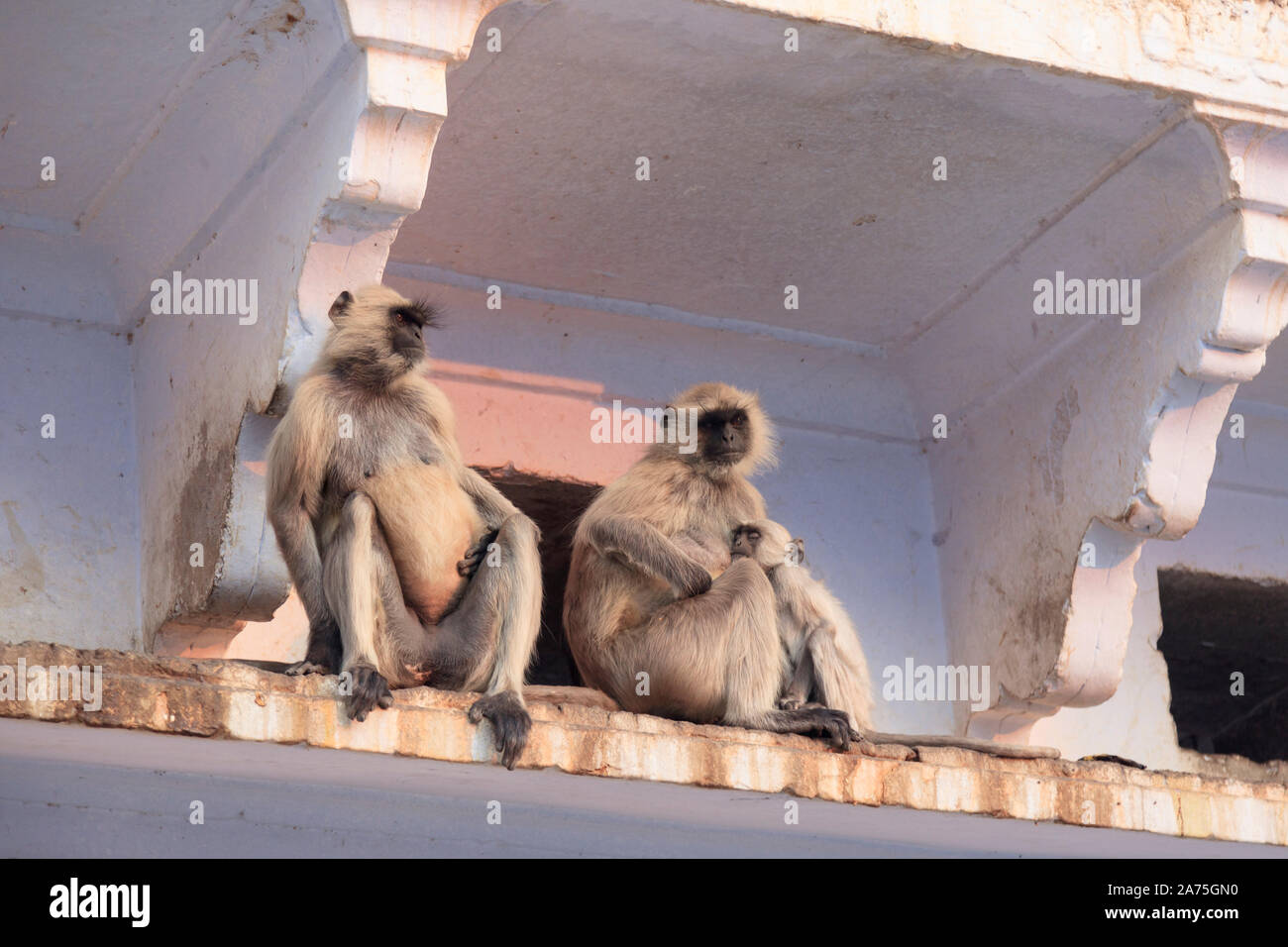 India, Rajasthan, Pushkar Holy Town, Monkeys on Lake shore Stock Photo