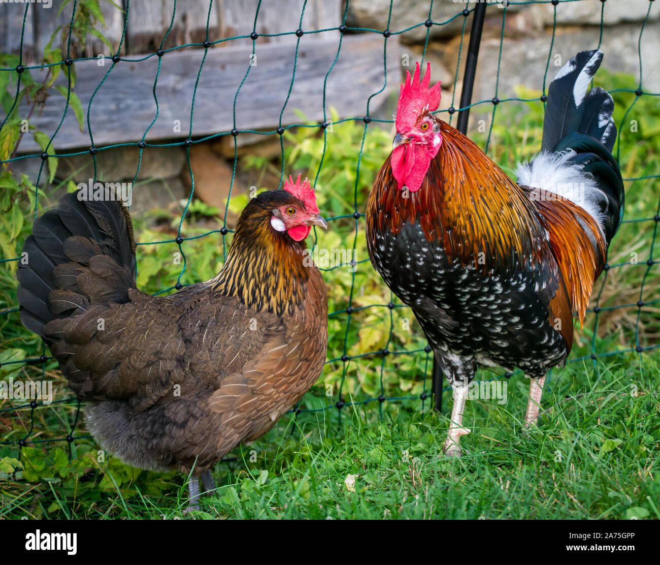 Proveis-Ultentaler chickens, a critically endangered chicken breed from South Tyrol Stock Photo