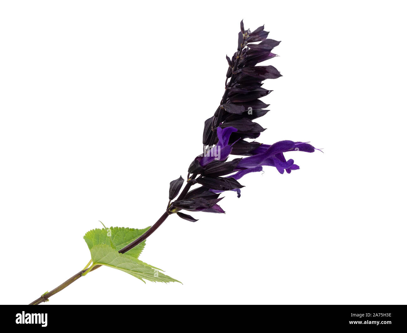 Single flower stem of the purple bloomed half hardy shrubby sage, Salvia 'Amistad' on a white background Stock Photo