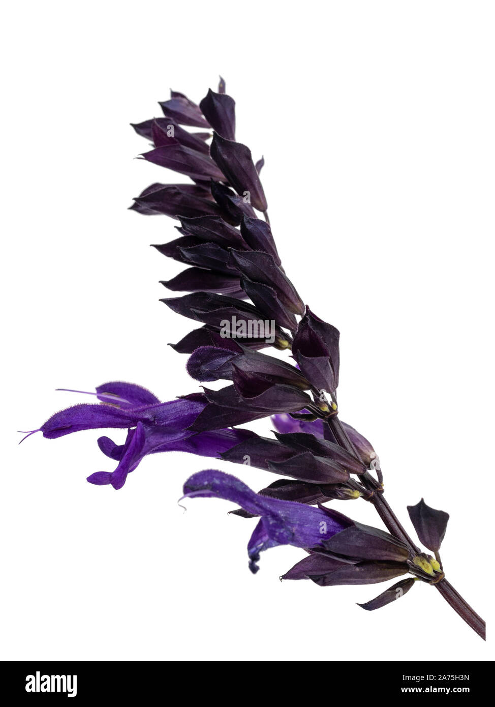 Single flower stem of the purple bloomed half hardy shrubby sage, Salvia 'Amistad' on a white background Stock Photo