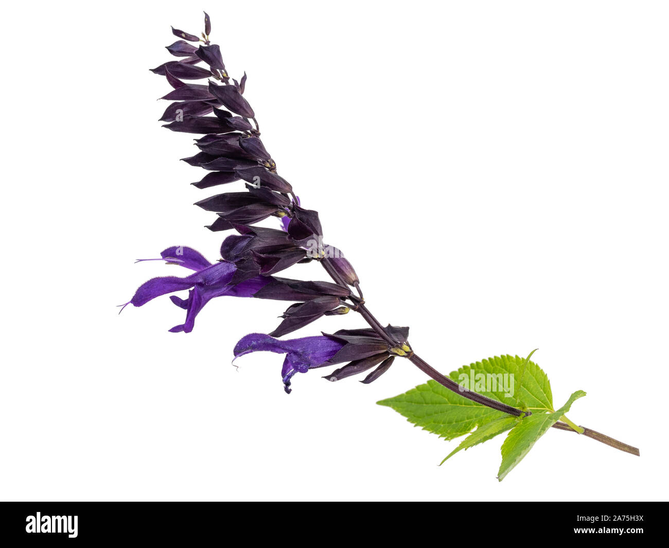 Single flower stem of the purple bloomed half hardy shrubby sage, Salvia 'Amistad' on a white background Stock Photo