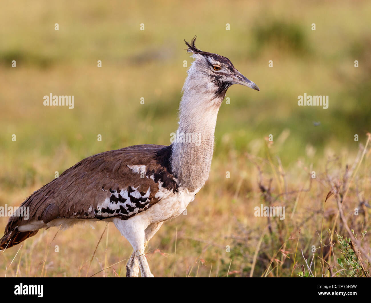 Kori Bustard Bird On The African Savannah Stock Photo Alamy Kori Bustard Bird On The African Savannah Stock Photo Alamy