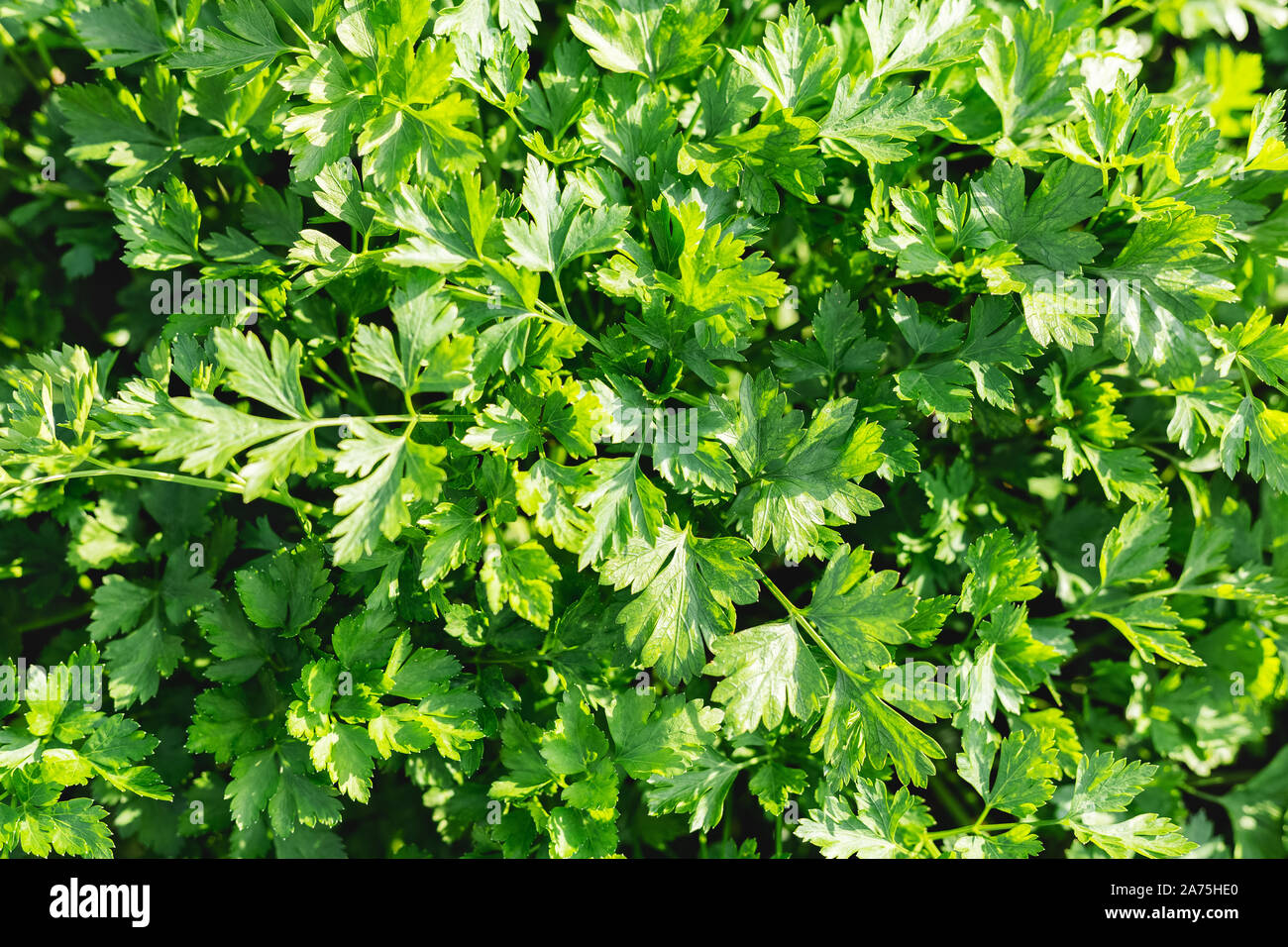 Parsley in farmer's garden for food or medicine. Good green organic