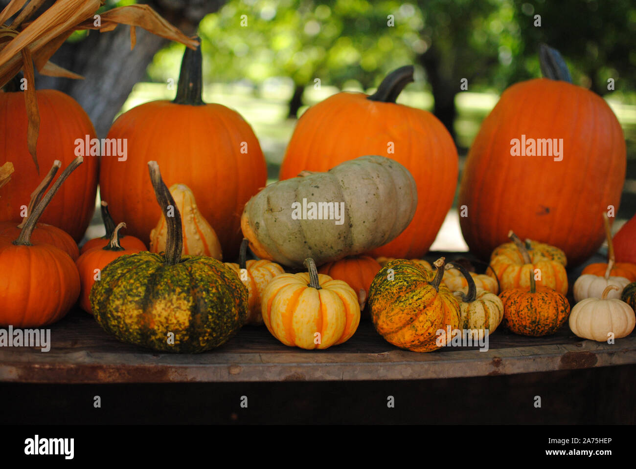 Pumpkins and gourds posing at a pumpkin patch Stock Photo Alamy