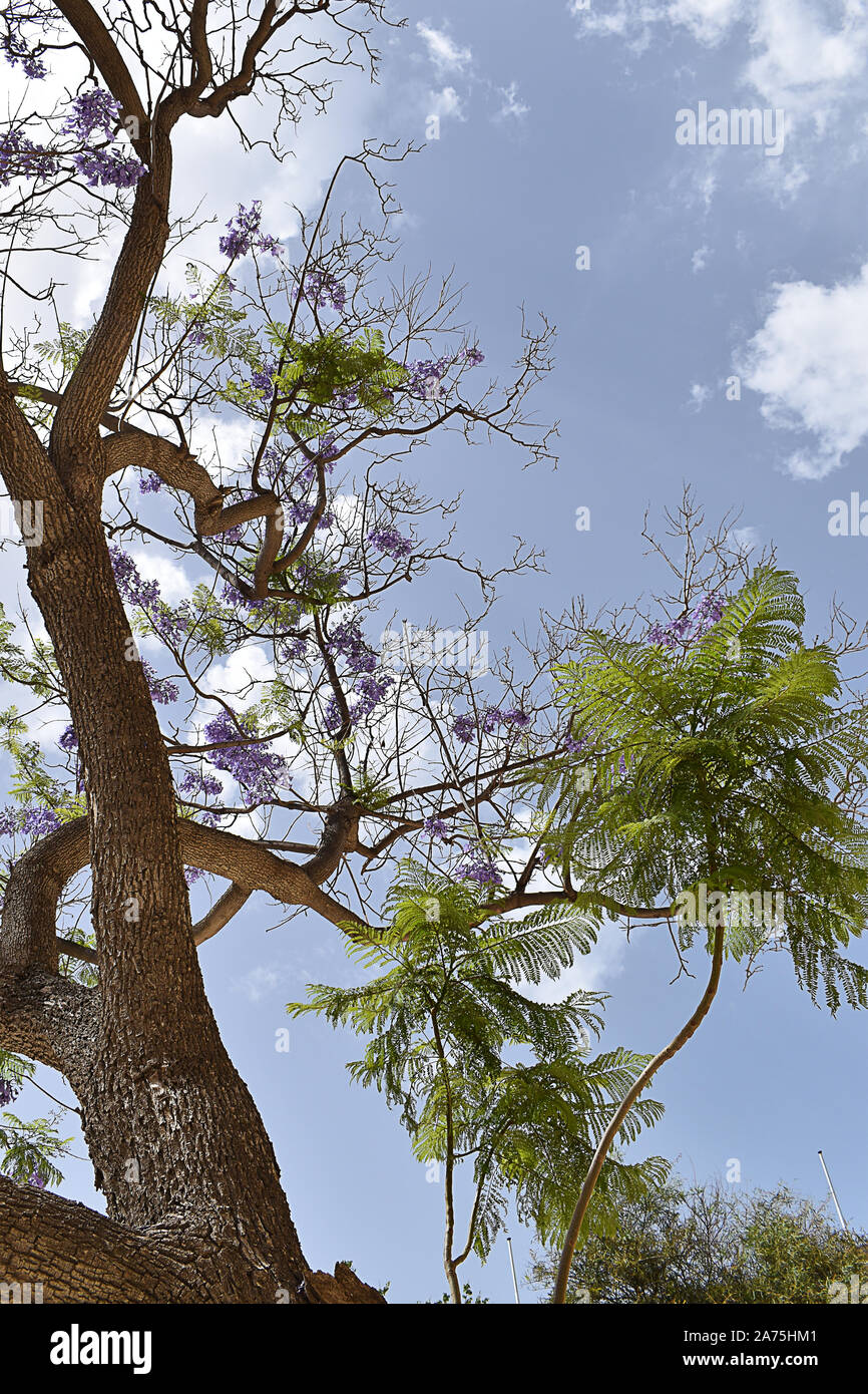 Tree with purple flowers, St Alfred's courtyard, Grand Master's Palace ...