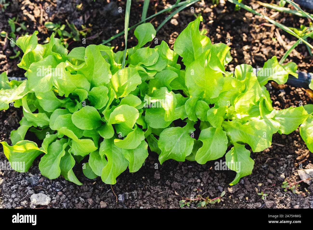 Lettuce leaves Planting in farmer's garden for food. Healthy lettuce growing in the soil. Fresh green leaf lettuce plants grows in the open ground. Ba Stock Photo