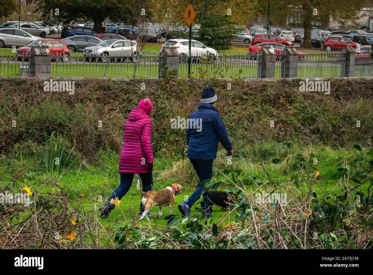 Senior women walking dogs in the Killarney National Park at the St. Mary's Cathedral in Killarney, County Kerry, Ireland Stock Photo