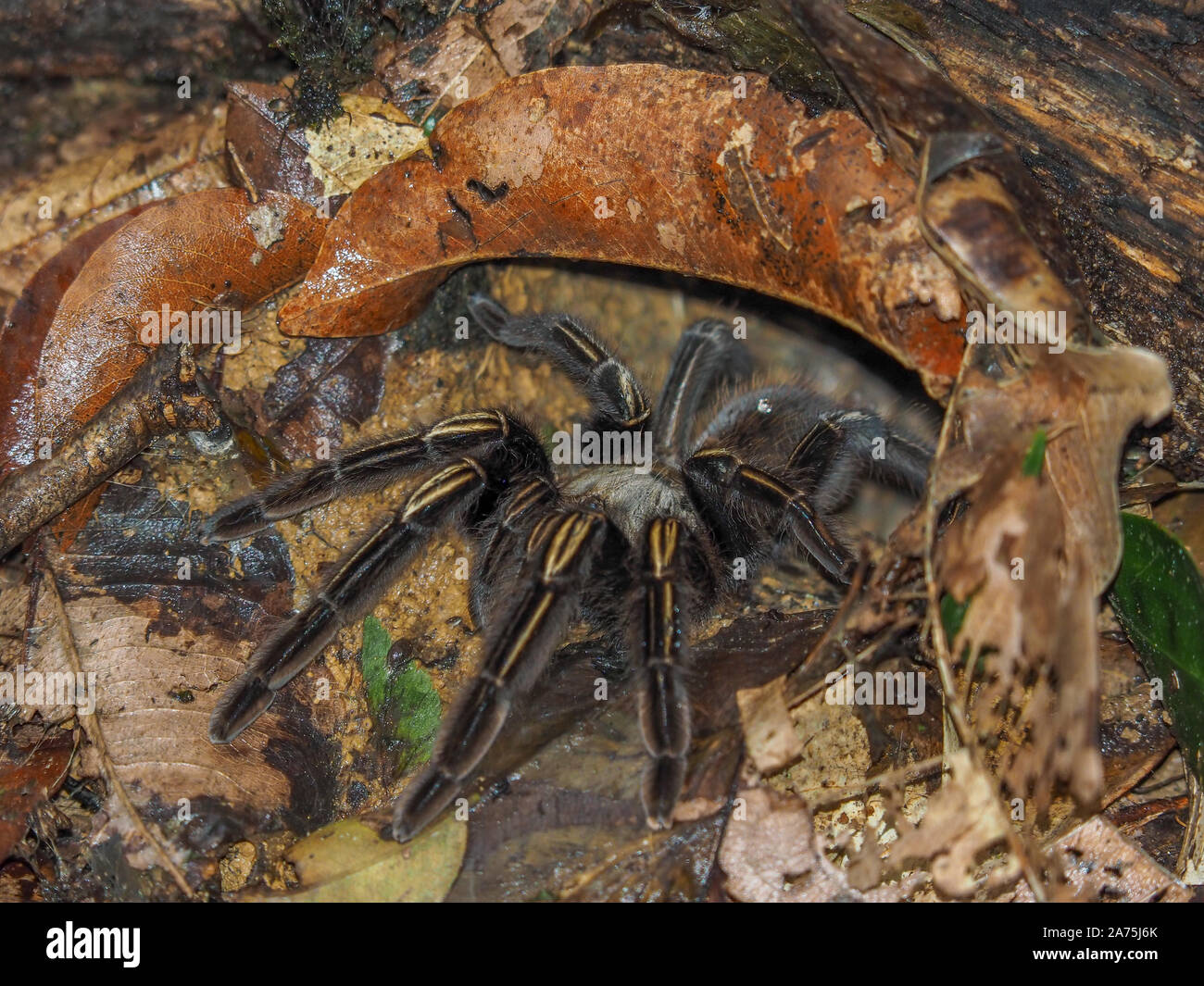 A Tarantula Theraphosa Blondi in the rainforest of Suriname at the entrance of its burrow Stock Photo