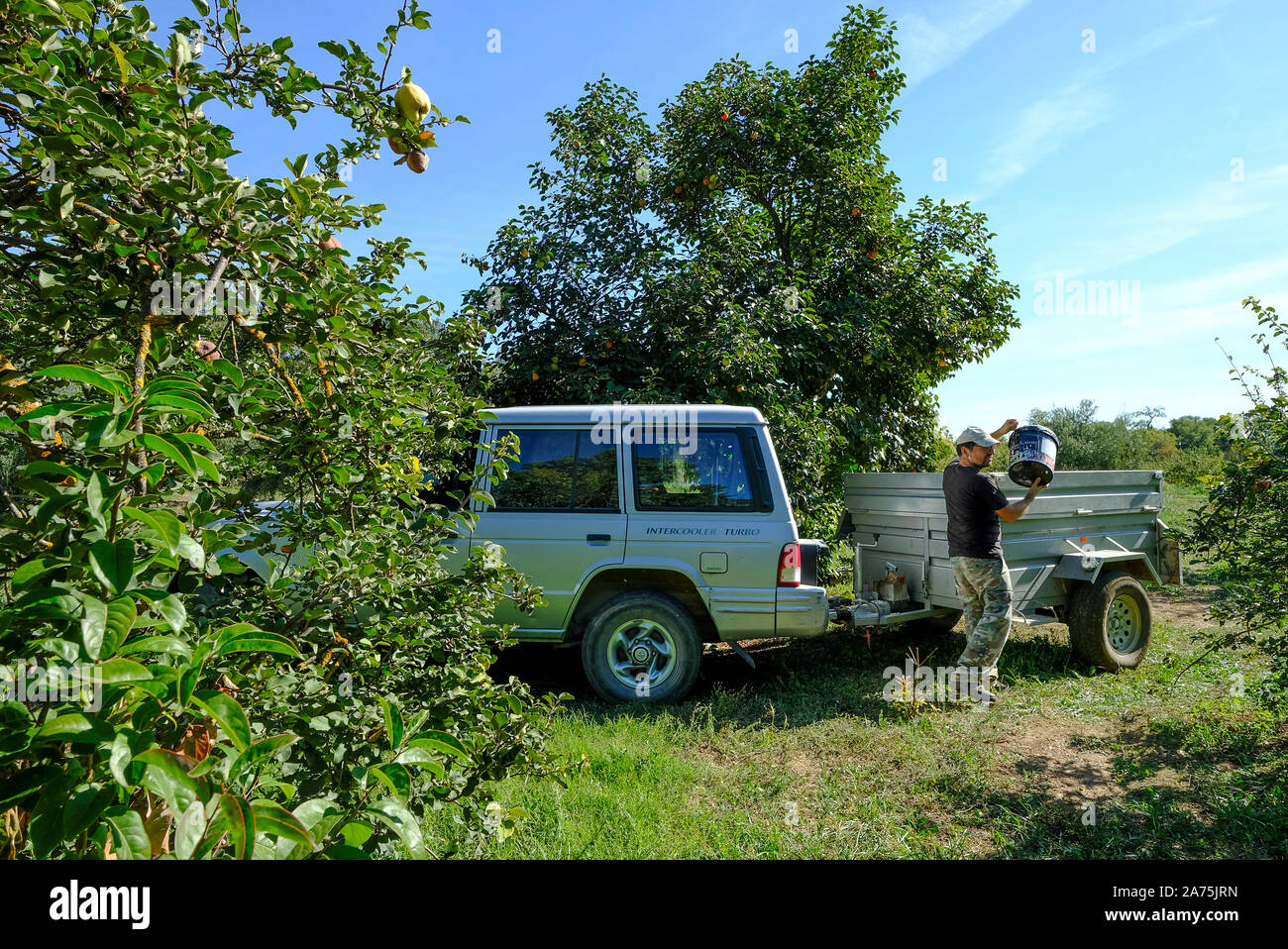 Loading harvested quince fruits into a trailer to take to the local co-op to be weighed, Carcabuey, Sierra Subbetica, Andalucia, Spain Stock Photo