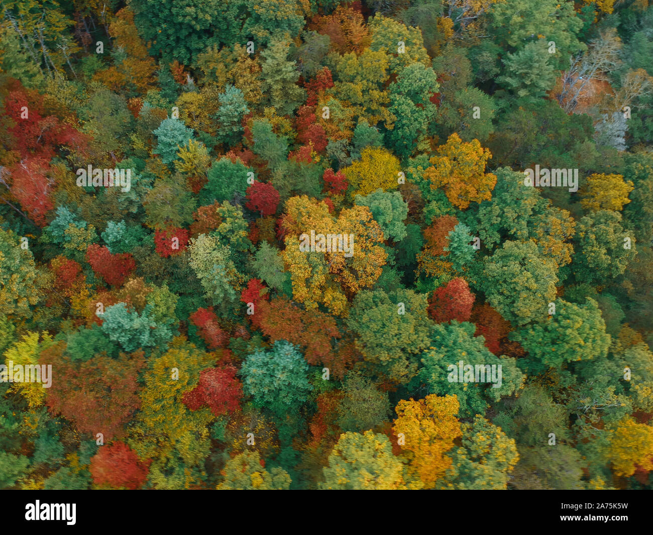 Aerial Drone view of Autumn / fall in the Blue ridge of the Appalachian Mountains near Asheville, North Carolina. Vibrant red, yellow, orange leaf fol Stock Photo