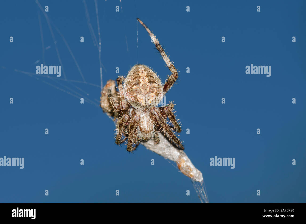 Spotted Orb Weaver, Neoscona crucifera, with prey Stock Photo