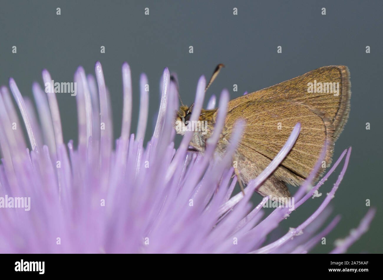 Swarthy Skipper, Nastra lherminier, nectaring on thistle, Cirsium sp. Stock Photo