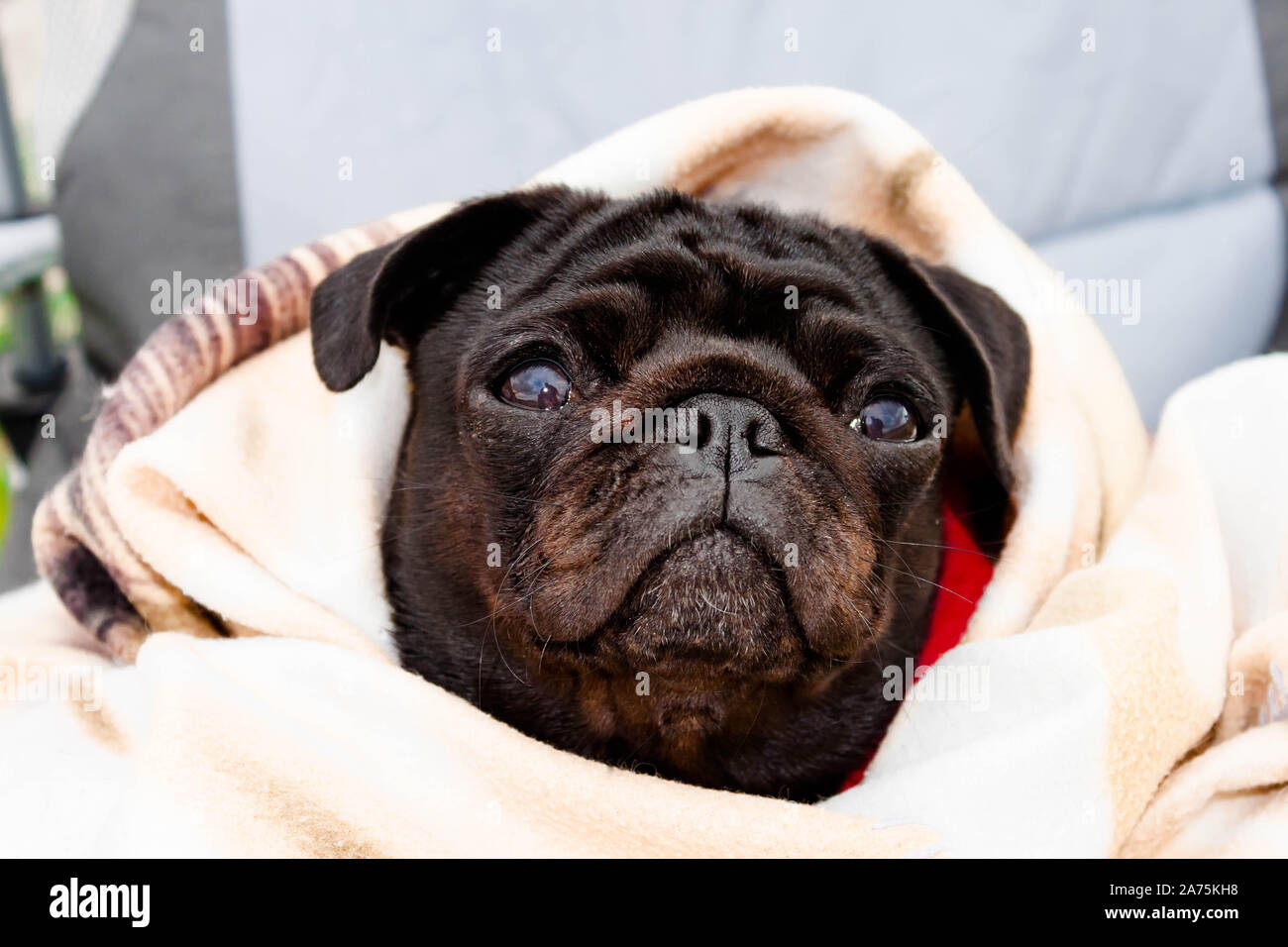 black pug blanket