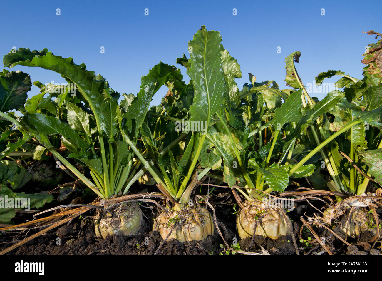 Close-up of Sugar beet, growing on a field under a blue sky Stock Photo